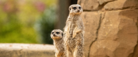 Visit Colchester Zoo with discounted CSSC tickets