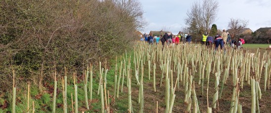 Tree planting in Hertfordshire